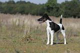 FOX TERRIER POIL LISSE 124